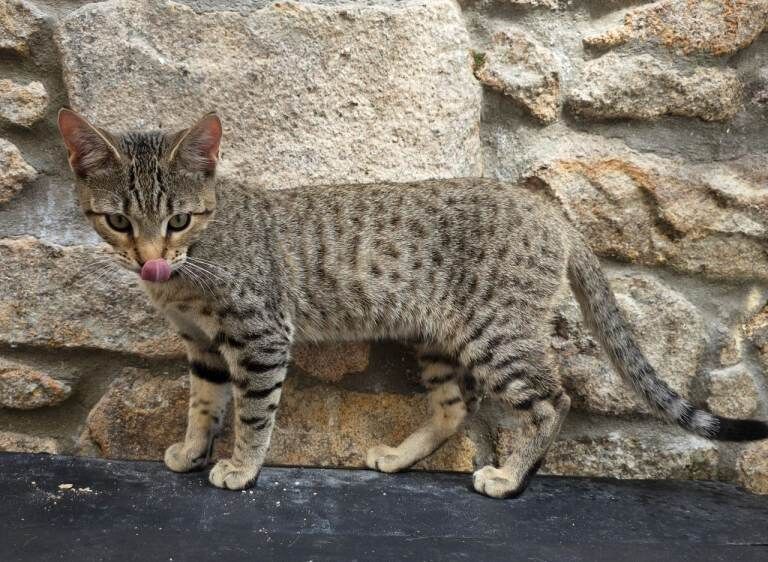 Bengal Cross kittens