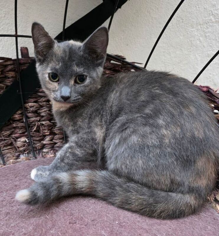 Bengal cross Kittens