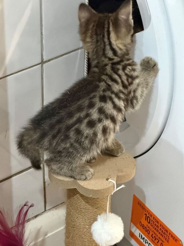 Bengal Cross kittens 8 weeks old. - Image 2 of 5