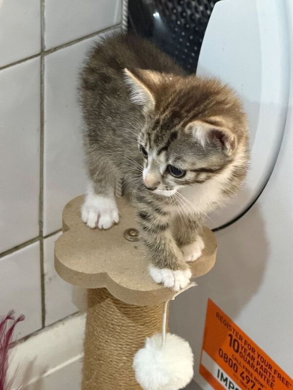 Bengal Cross kittens 8 weeks old. - Image 3 of 5