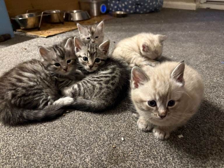Bengal Kittens For Sale