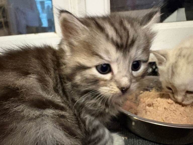 Bengal Cross kittens available 27th March . 3 Grey & 2 Snow Bengals - Image 2 of 6