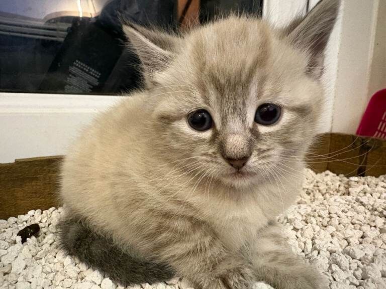 Bengal Cross kittens available 27th March . 3 Grey & 2 Snow Bengals - Image 3 of 6