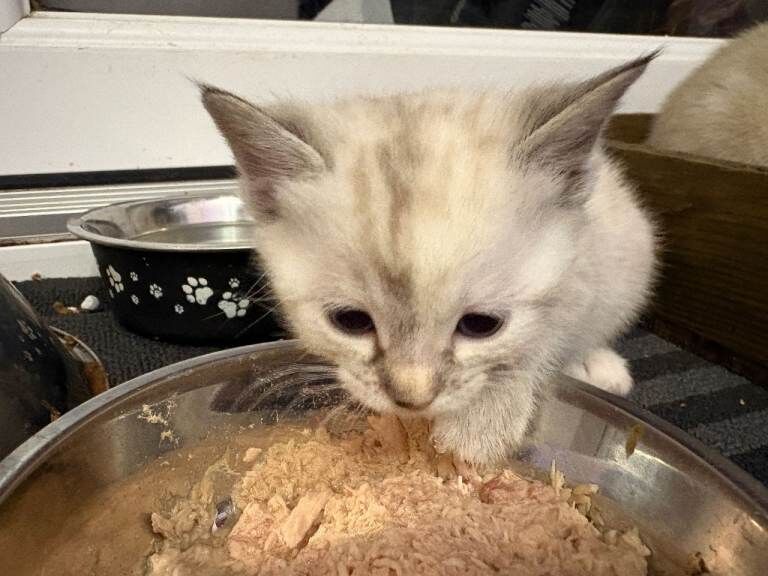 Bengal Cross kittens available 27th March . 3 Grey & 2 Snow Bengals - Image 4 of 6