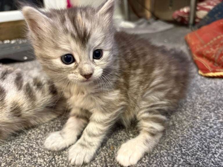 Bengal Cross kittens available 27th March . 3 Grey & 2 Snow Bengals - Image 5 of 6