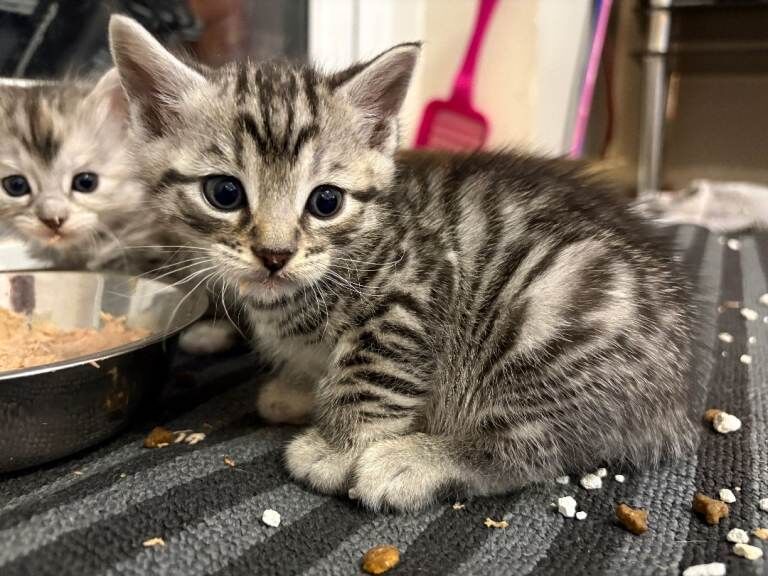 Bengal Cross kittens available 27th March . 3 Grey & 2 Snow Bengals - Image 6 of 6