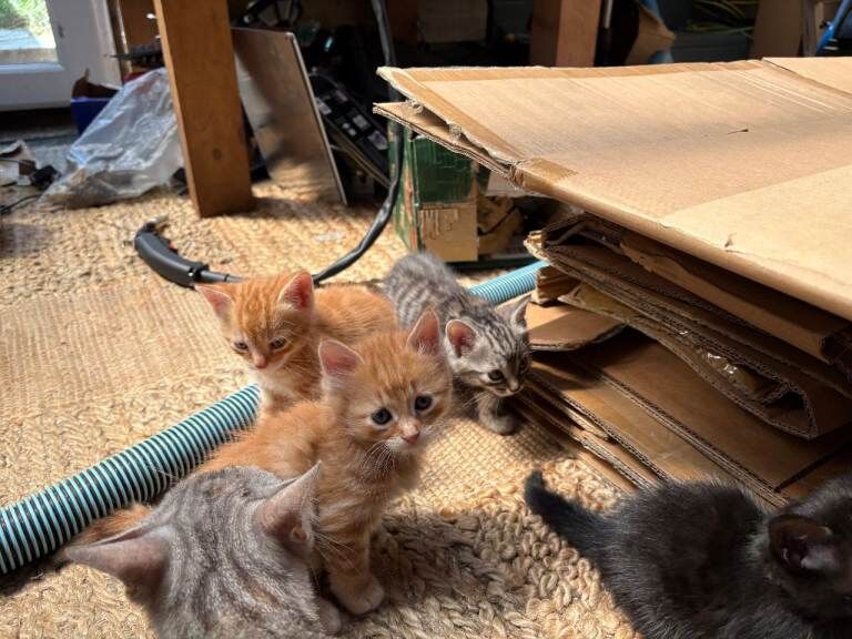 Bengal Cross Kittens - available now