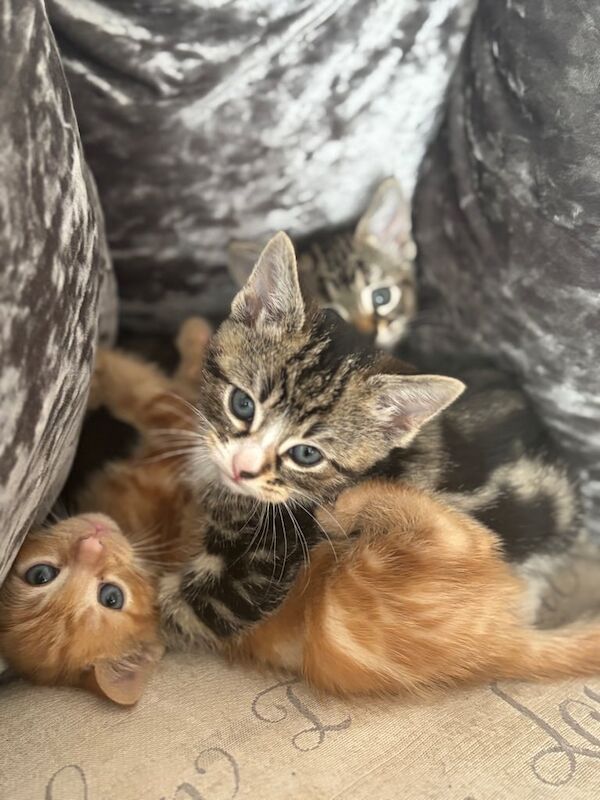 Bengal cross kittens for sale in London