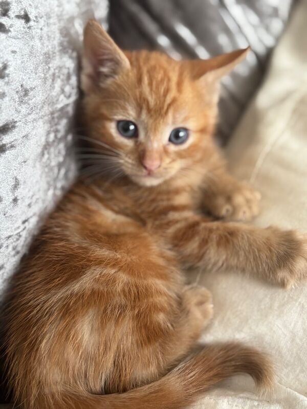Bengal cross kittens for sale in London | Image 2