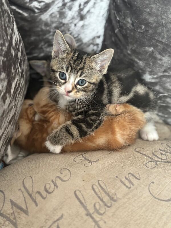 Bengal cross kittens for sale in London | Image 3