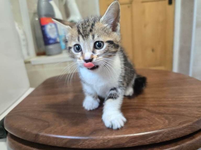 Bengal Kittens For Sale