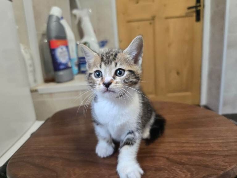 Bengal cross kittens for sale - Image 2 of 3