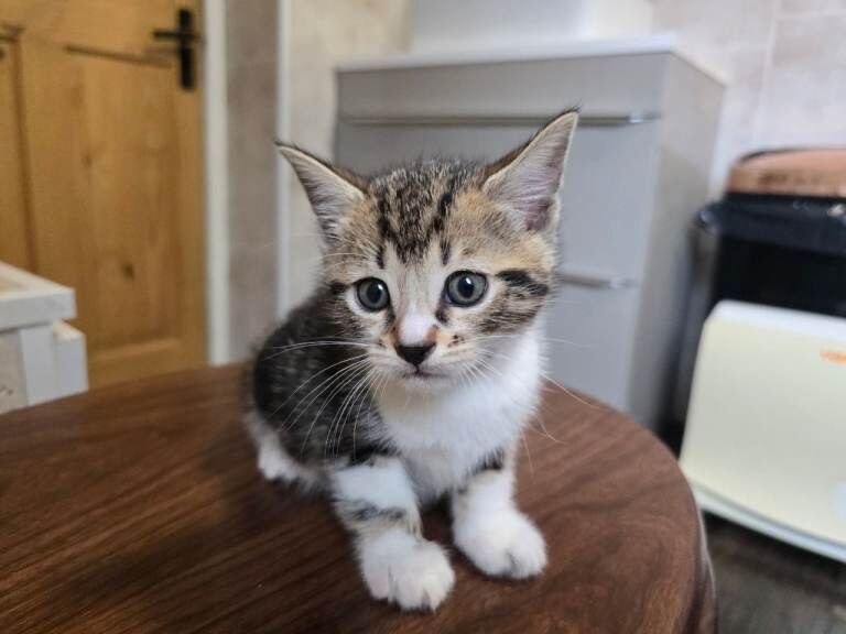 Bengal cross kittens for sale - Image 3 of 3