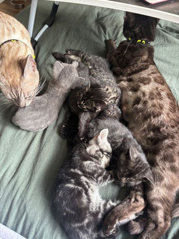 Bengal Kittens For Sale