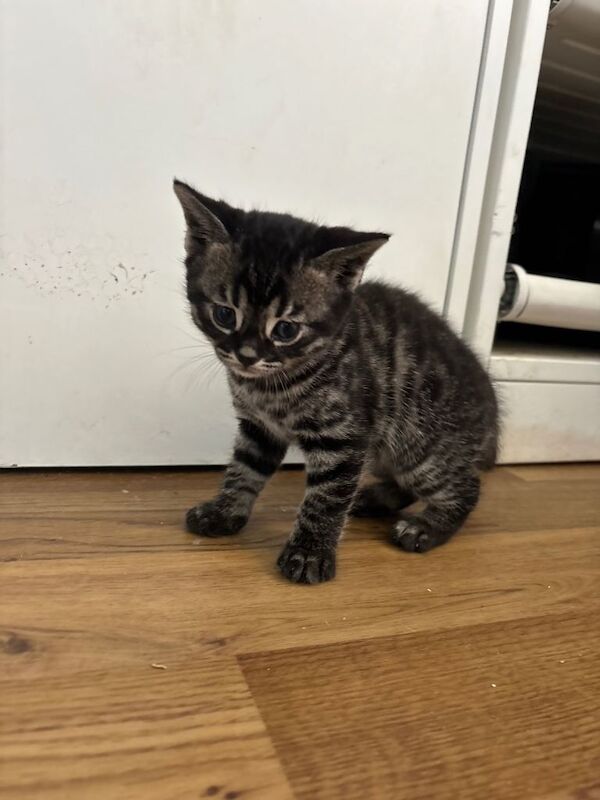 Bengal cross kittens for sale! - Image 2 of 5