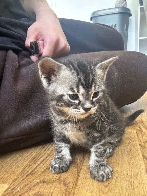 Bengal cross kittens for sale! - Image 3 of 5