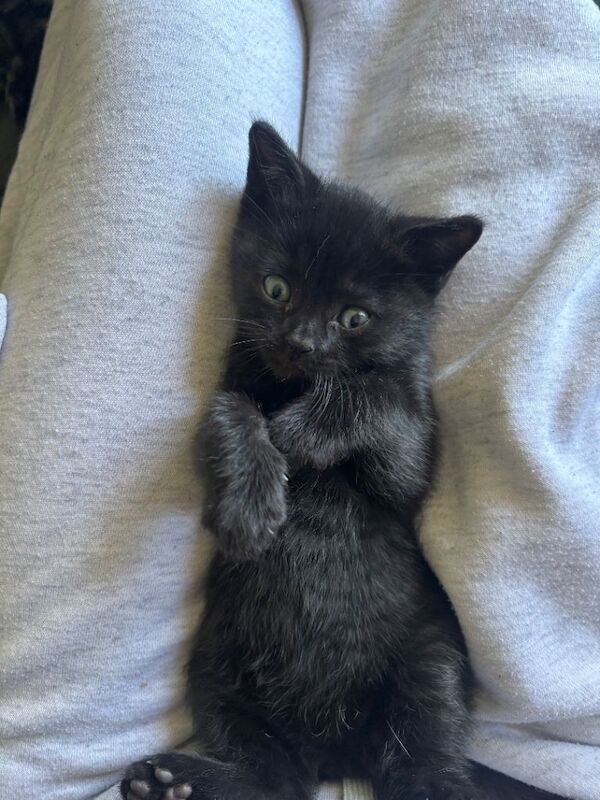 Bengal cross kittens for sale! - Image 4 of 5
