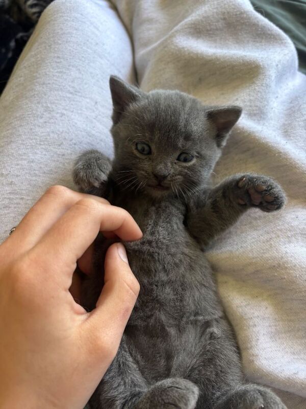 Bengal cross kittens for sale! - Image 5 of 5