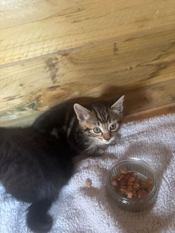 Bengal cross kittens for sale