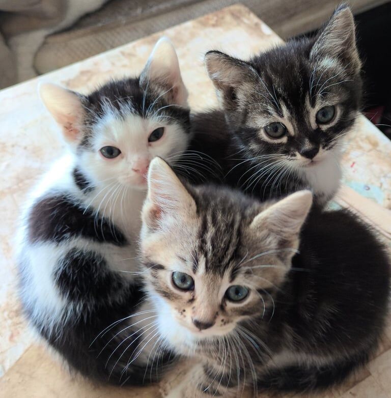 Bengal cross kittens for sale *ready to leave* for sale in Montrose, Angus