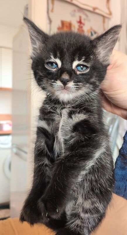 Bengal cross kittens for sale *ready to leave* for sale in Montrose, Angus | Image 2