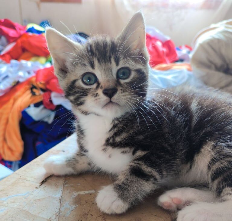 Bengal cross kittens for sale *ready to leave* for sale in Montrose, Angus | Image 3