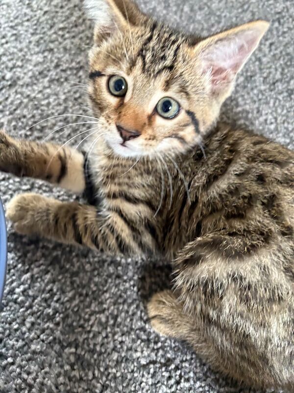 Bengal kittens for sale in Aberdeen, City of Aberdeen – 8 weeks old