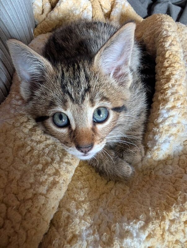Bengal kittens for sale in Aberdeen, City of Aberdeen – 8 weeks old - Image 2 of 3