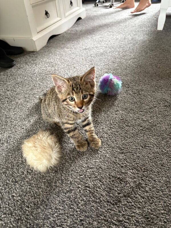Bengal kittens for sale in Aberdeen, City of Aberdeen – 8 weeks old - Image 3 of 3