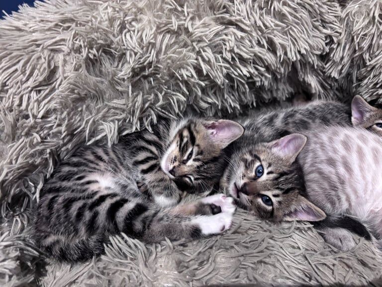 Bengal kittens for sale in Cairndow / An Cárn Dubh, Argyll and Bute – 6 weeks old