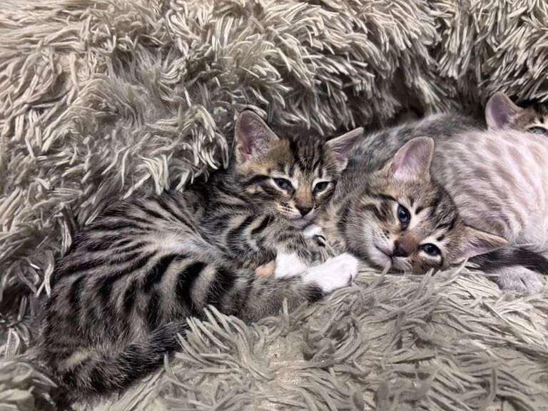 Bengal kittens for sale in Cairndow / An Cárn Dubh, Argyll and Bute – 6 weeks old - Image 2 of 3