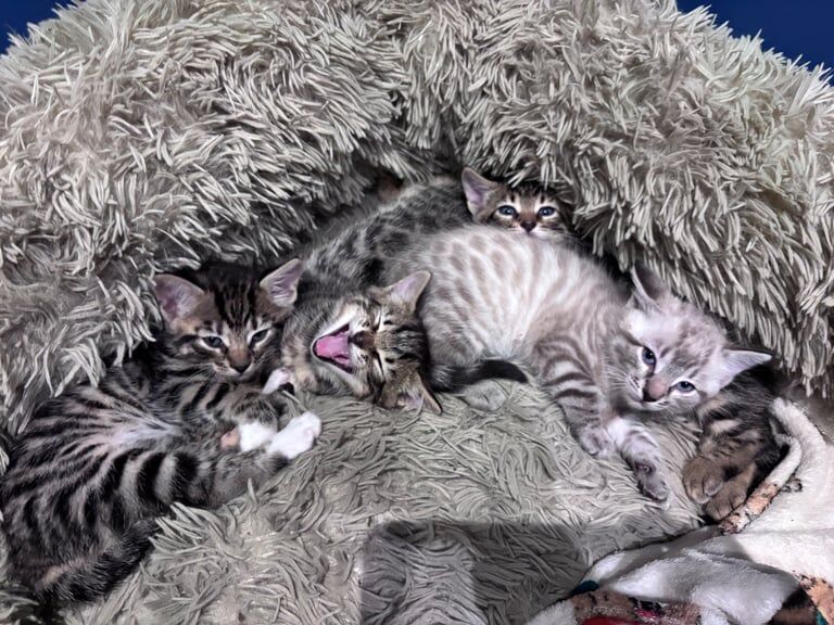 Bengal kittens for sale in Cairndow / An Cárn Dubh, Argyll and Bute – 6 weeks old - Image 3 of 3