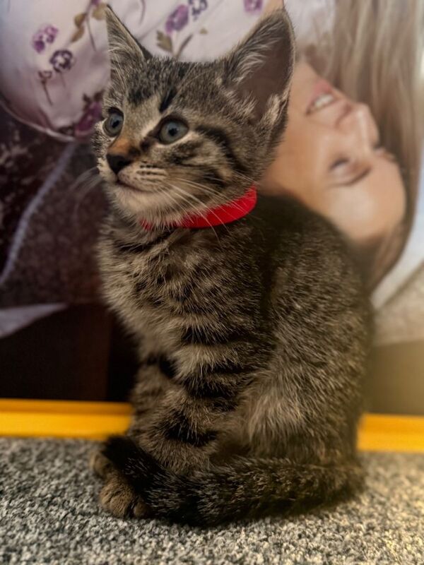 Bengal kittens for sale in Southampton, Hampshire – 10 weeks old