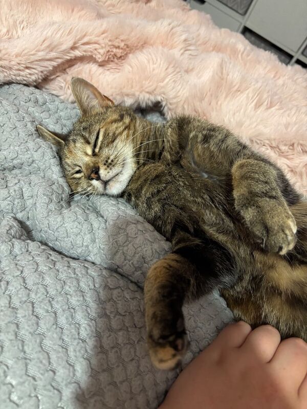 Bengal kittens for sale in Ludgershall, Wiltshire – 2 years old