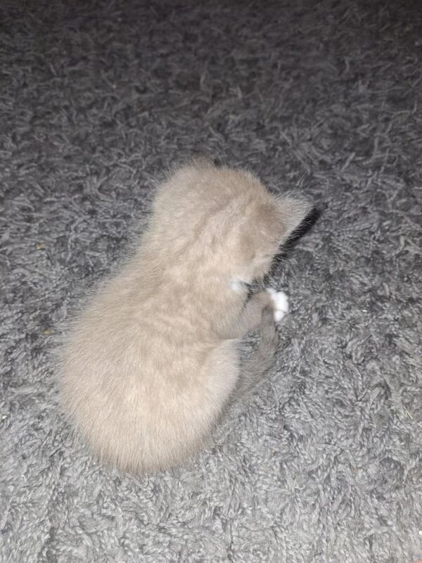 Bengal kittens for sale in Cambridge, Cambridgeshire – 4 weeks old