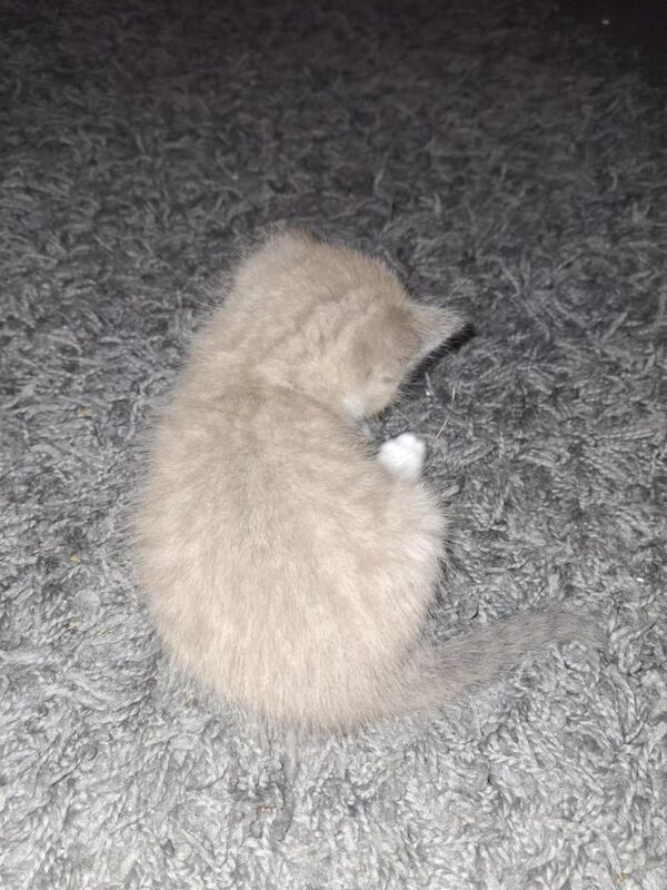 Bengal kittens for sale in Cambridge, Cambridgeshire – 4 weeks old - Image 3 of 3