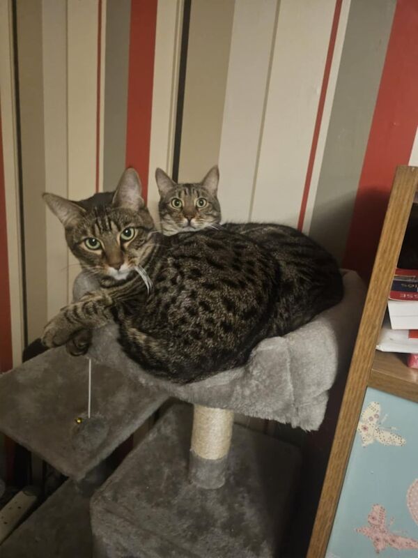 Bengal kittens for sale in Gilmerton, City of Edinburgh – 4 years old - Image 2 of 2