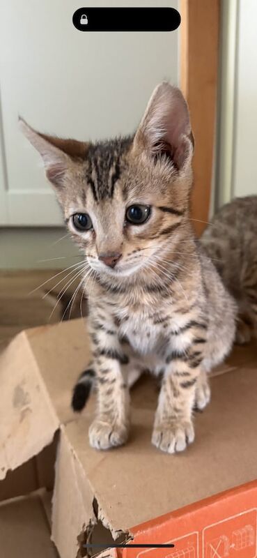Bengal cubs for sale in Holt, Norfolk