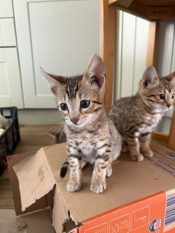 Bengal cubs for sale in Holt, Norfolk | Image 2