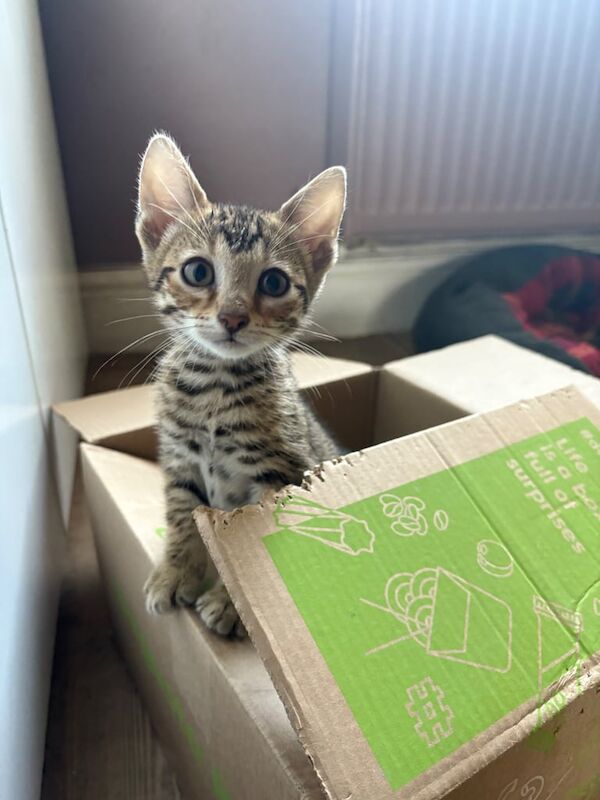 Bengal cubs for sale in Holt, Norfolk | Image 3