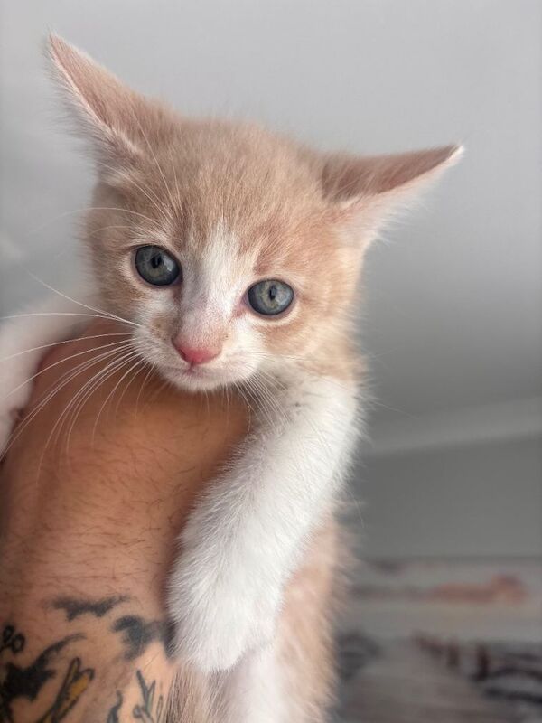 Bengal domestic kittens