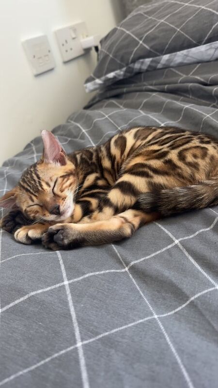 Bengal kittens for sale in Weymouth, Dorset – 8 months old