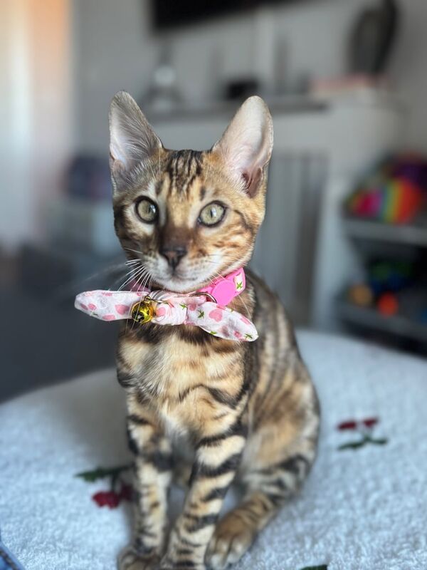 Bengal kittens for sale in Weymouth, Dorset – 8 months old - Image 2 of 3