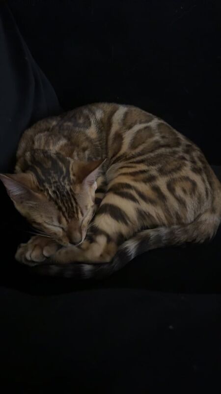 Bengal kittens for sale in Weymouth, Dorset – 8 months old - Image 3 of 3