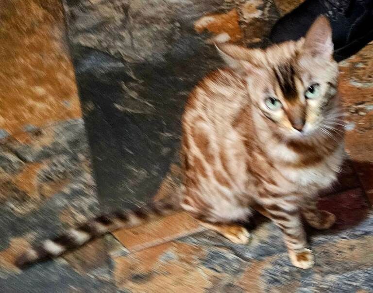 Bengal female 1yr old - Image 2 of 3