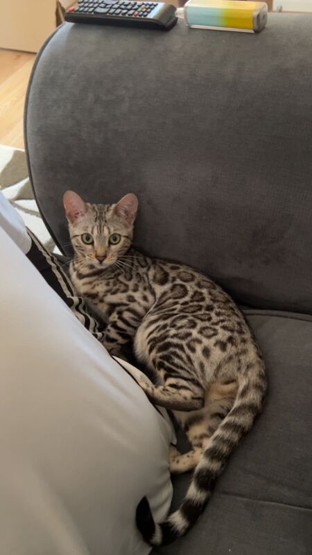 Bengal kittens for sale in Grantham, Lincolnshire – 2 years old