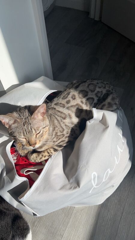 Bengal kittens for sale in Grantham, Lincolnshire – 2 years old - Image 2 of 3