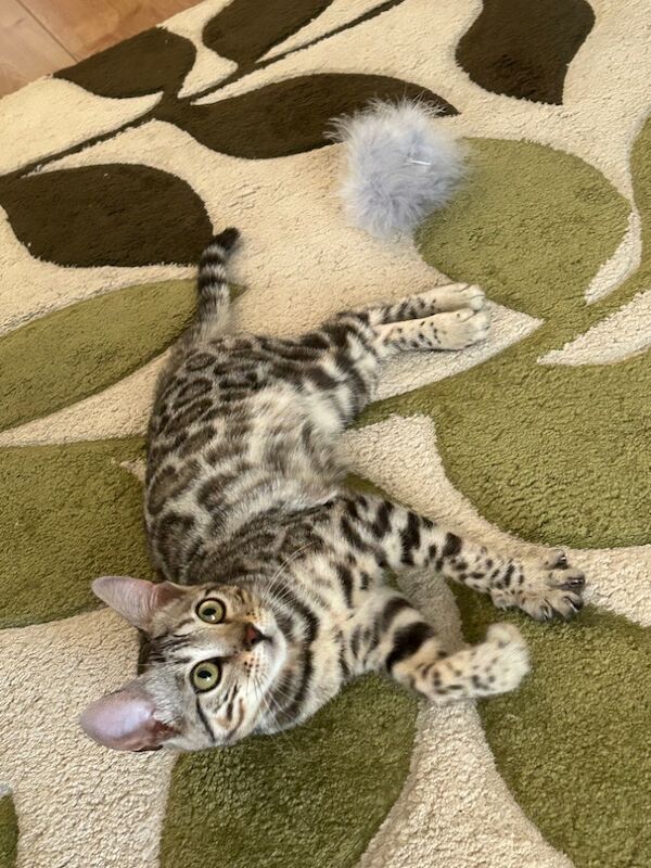 Bengal kittens for sale in Grantham, Lincolnshire – 2 years old - Image 3 of 3