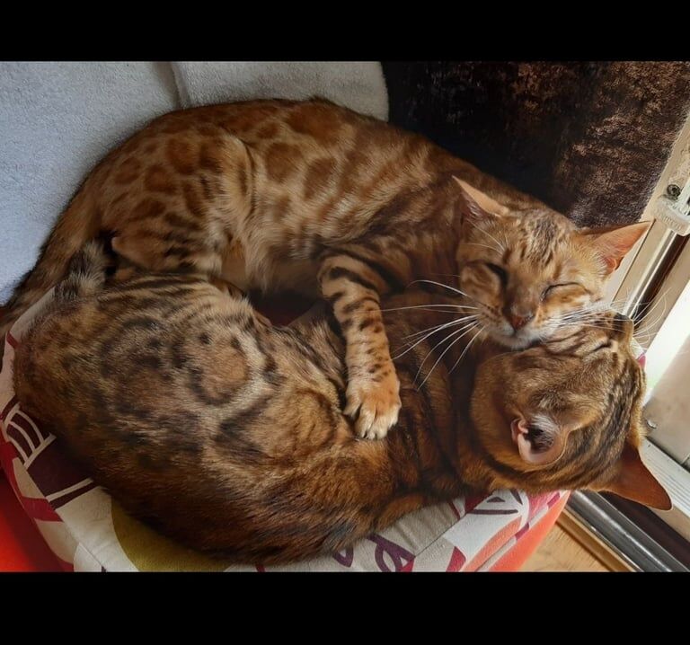 Bengal Full Pedigree pair cats kittens for sale in Golders Green, Greater London