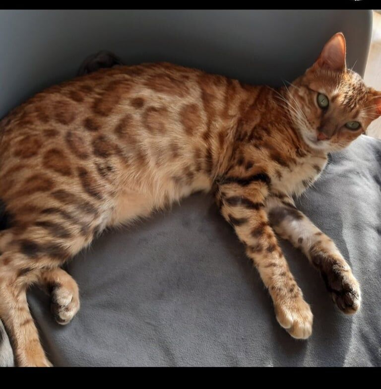 Bengal Full Pedigree pair cats kittens for sale in Golders Green, Greater London | Image 2